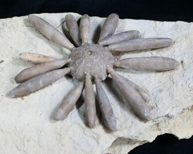 Gymnocidaris Urchin Fossil - Jurassic #5920